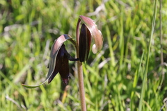 Fritillaria biflora