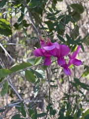 Lathyrus vestitus alefeldii