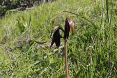 Fritillaria biflora