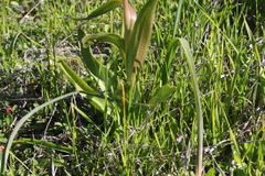 Fritillaria biflora