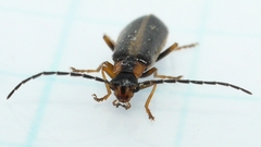 Rhagonycha