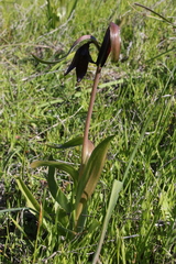 Fritillaria biflora
