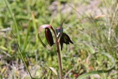 Fritillaria biflora