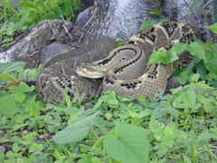 Crotalus culminatus
