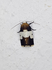 Bryolymnia marginata