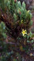 Hypericum laricifolium