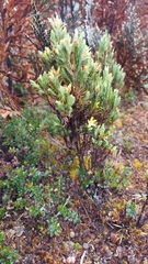 Hypericum laricifolium