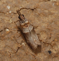 Calguia defiguralis