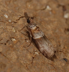 Calguia defiguralis