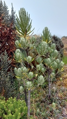 Linochilus rupestris