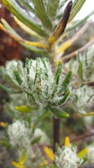 Linochilus rupestris