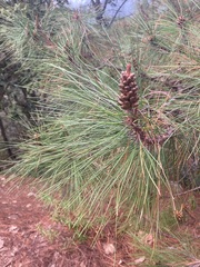 Pinus teocote