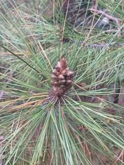 Pinus teocote