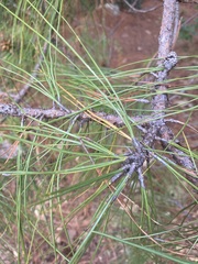 Pinus teocote