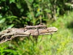 Argosarchus horridus