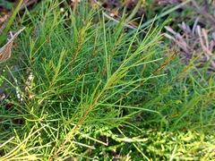 Acacia quadrilateralis