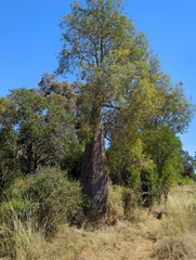 Brachychiton