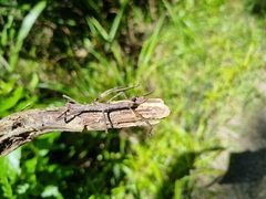 Argosarchus horridus