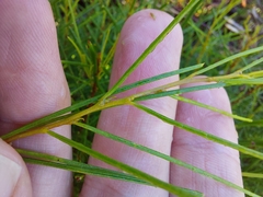 Acacia quadrilateralis