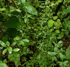 Coprosma foetidissima