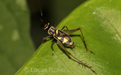 Phylloscyrtus amoenus