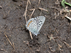 Euphilotes ancilla