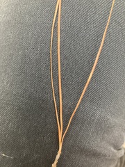Pinus teocote