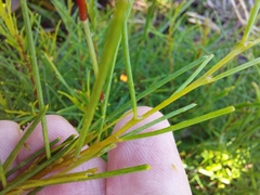 Acacia quadrilateralis