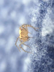 Oxyopes aglossus