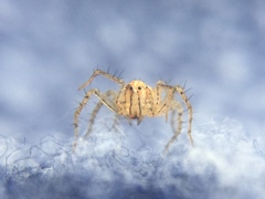 Oxyopes aglossus