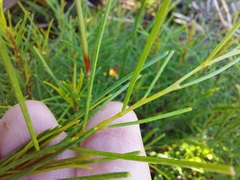 Acacia quadrilateralis