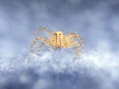 Oxyopes aglossus