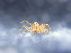 Oxyopes aglossus