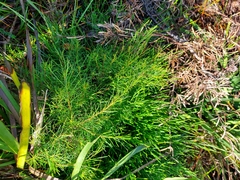 Acacia quadrilateralis