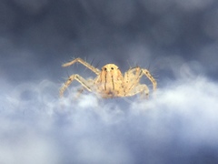 Oxyopes aglossus