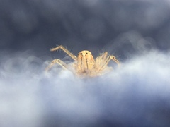 Oxyopes aglossus