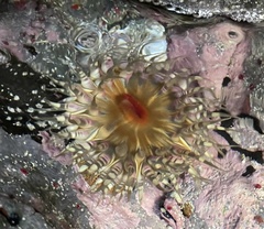 Bunodosoma granuliferum