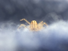 Oxyopes aglossus