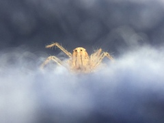 Oxyopes aglossus