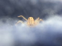 Oxyopes aglossus