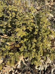 Chamaebatia foliolosa