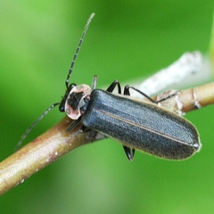 Podabrus brevicollis