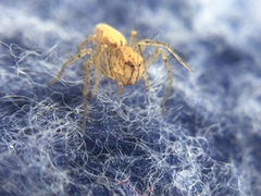 Oxyopes aglossus
