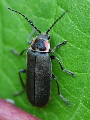 Atalantycha dentigera