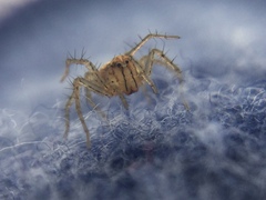 Oxyopes aglossus