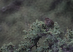 Grallaria andicolus