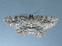 Ectropis fractaria