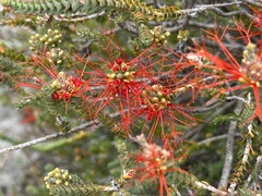 Melaleuca pulcherrima
