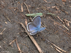 Euphilotes ancilla