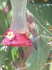 Lampornis castaneoventris